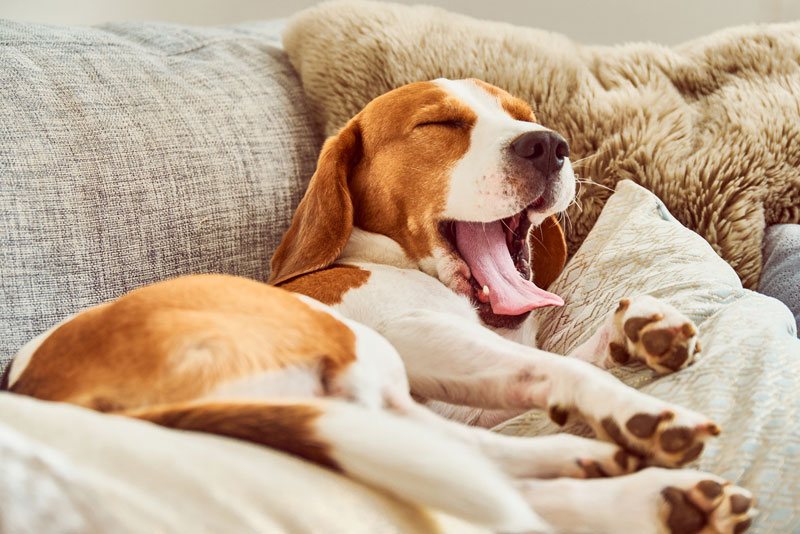 Beagle-yawning-while-on-a-couch