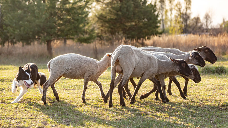 Border-Collie-herding-a-flock-of-sheep