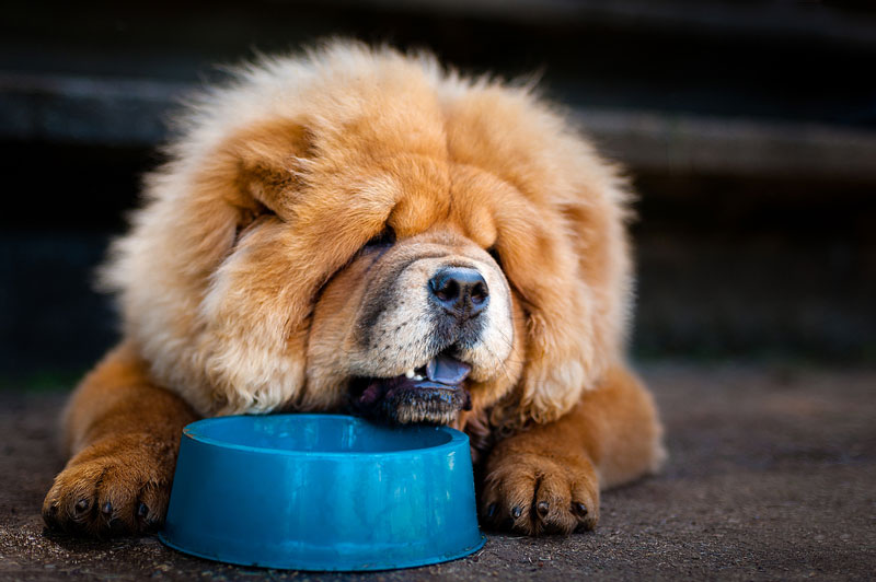 Chow-Chow-laying-his-head-on-his-food-bowl