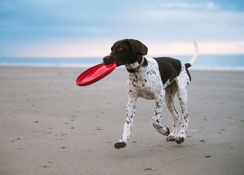 German-Shorthaired-Pointer-with-a-frisbee