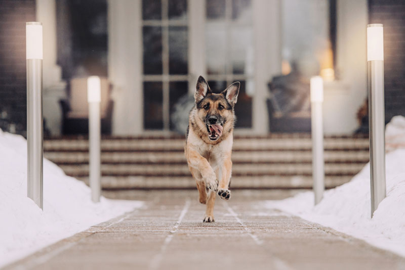 Happy-german-shepherd-dog-running-outdoor-in-winter