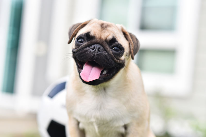 Happy-cute-Pug