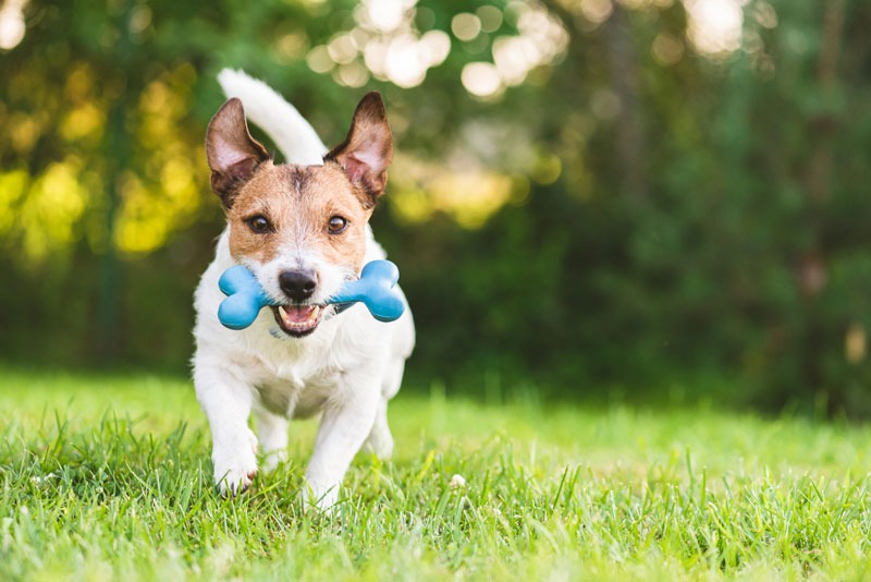 Jack-Russel-Terrier_running-on-grass