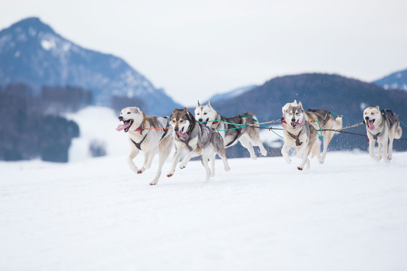Siberian-Huskies-in-sled-dog-race