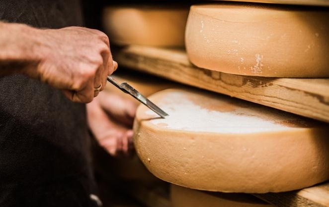 a cheesemaker taking a sample from a wheel of cheese