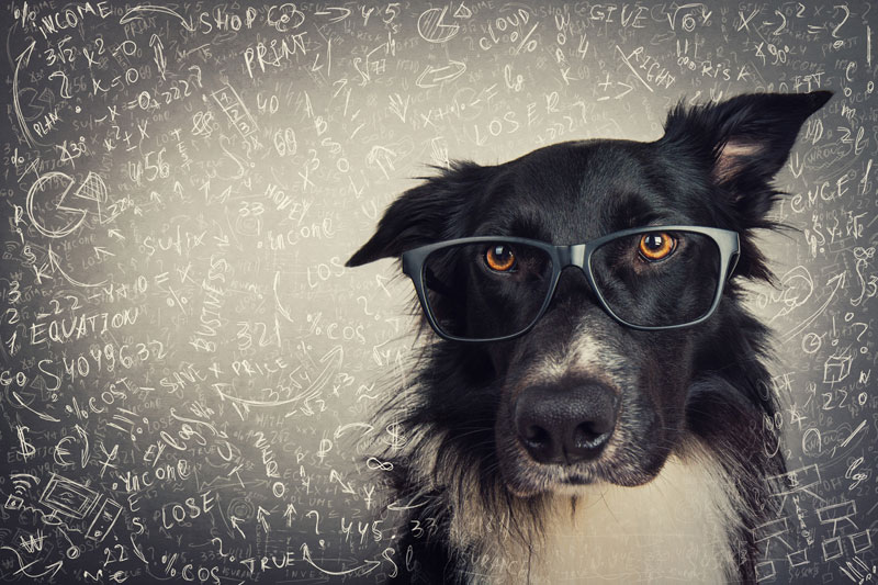 dog-wearing-an-eyeglass