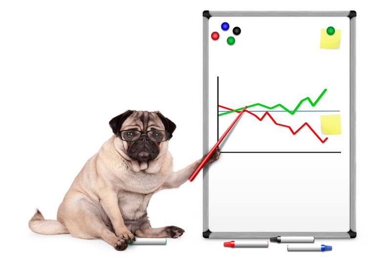 pug-pointing-on-a-white-board-with-charts