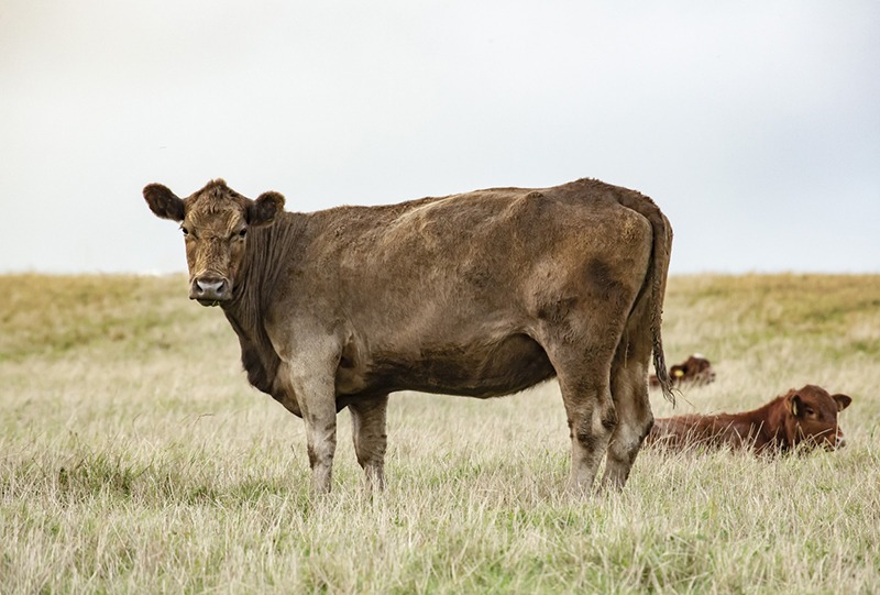 A Gelbvieh cow and a calf