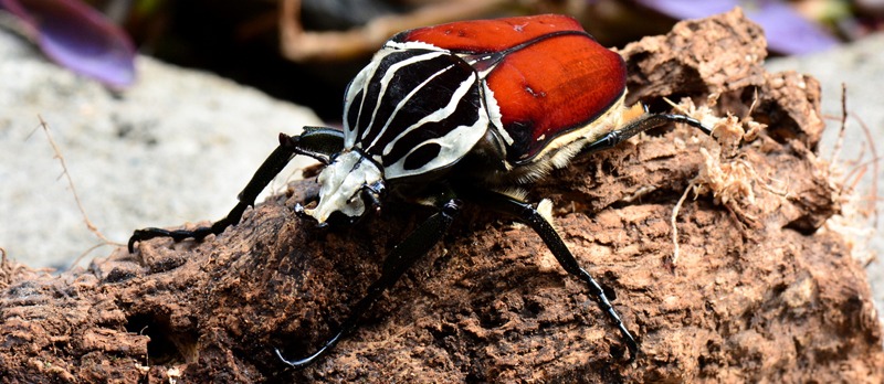 A Goliath beetle settles on a log in the gardens
