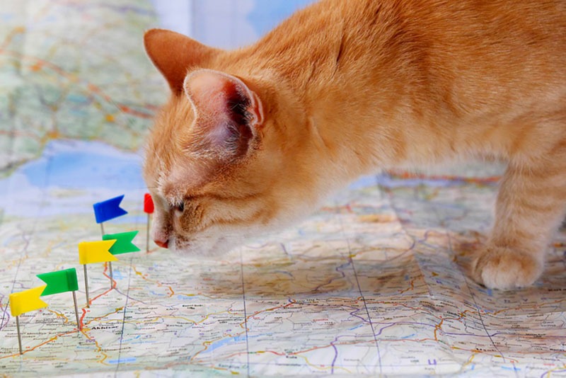 A cat exploring a map