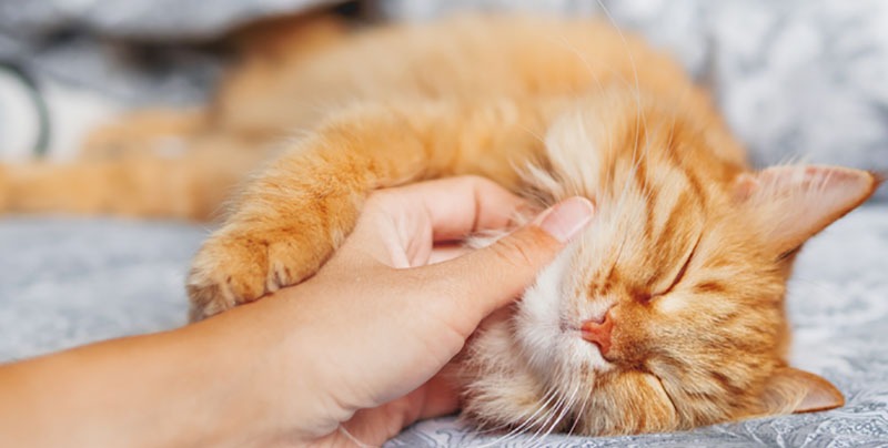 A cat napping while being stroked by owner