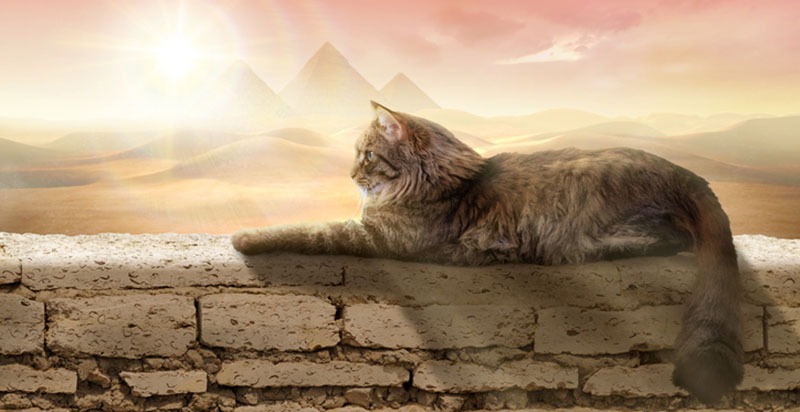 A cat with the Pyramids in the background