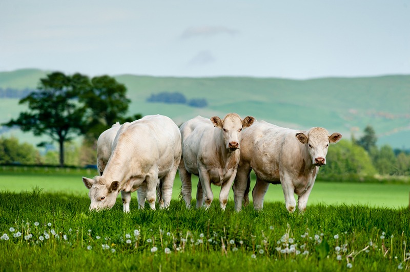 A group of Charolais cattle