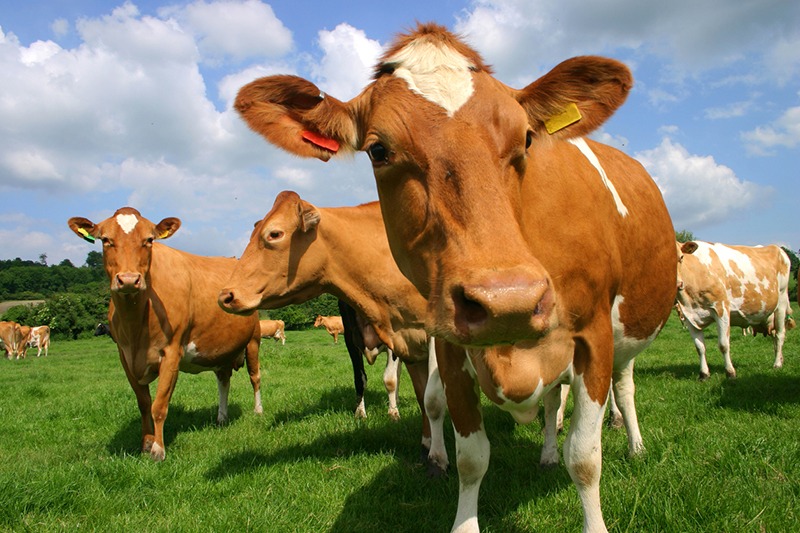 A group of Guernsey cows