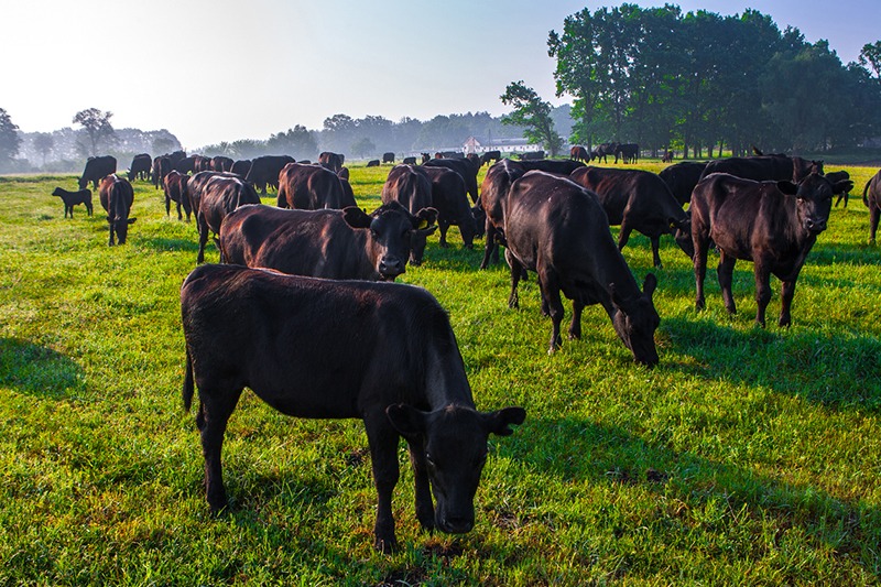 A herd of Angus cattle