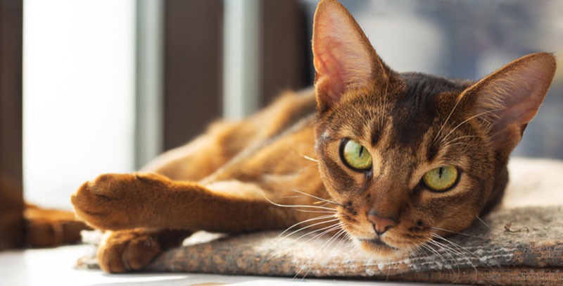 Abyssinian cat lying on the floor, staring straight back