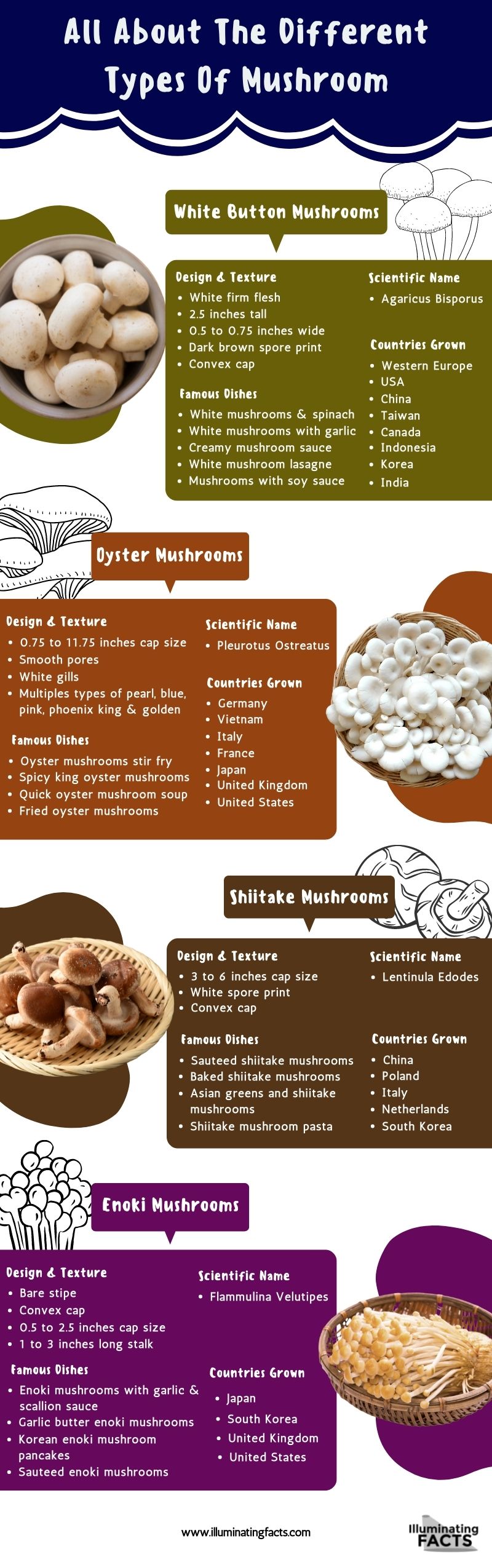 All About The Different Types Of Mushroom