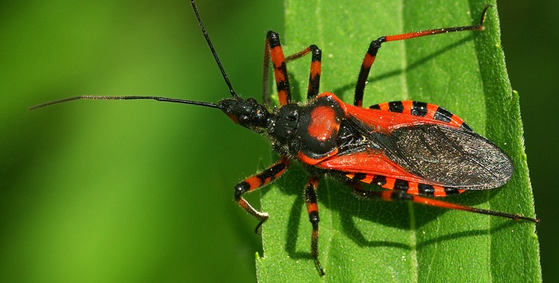 Assassin bug Rhynocoris iracundus
