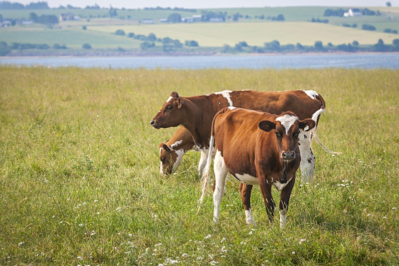 Ayrshire cows grazing in field