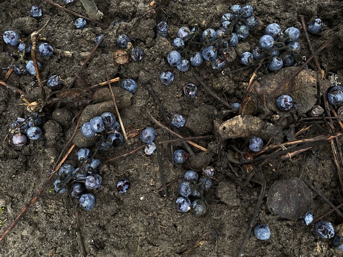 Berries on soil