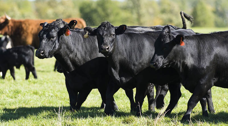 Black Angus, a Taurine cattle