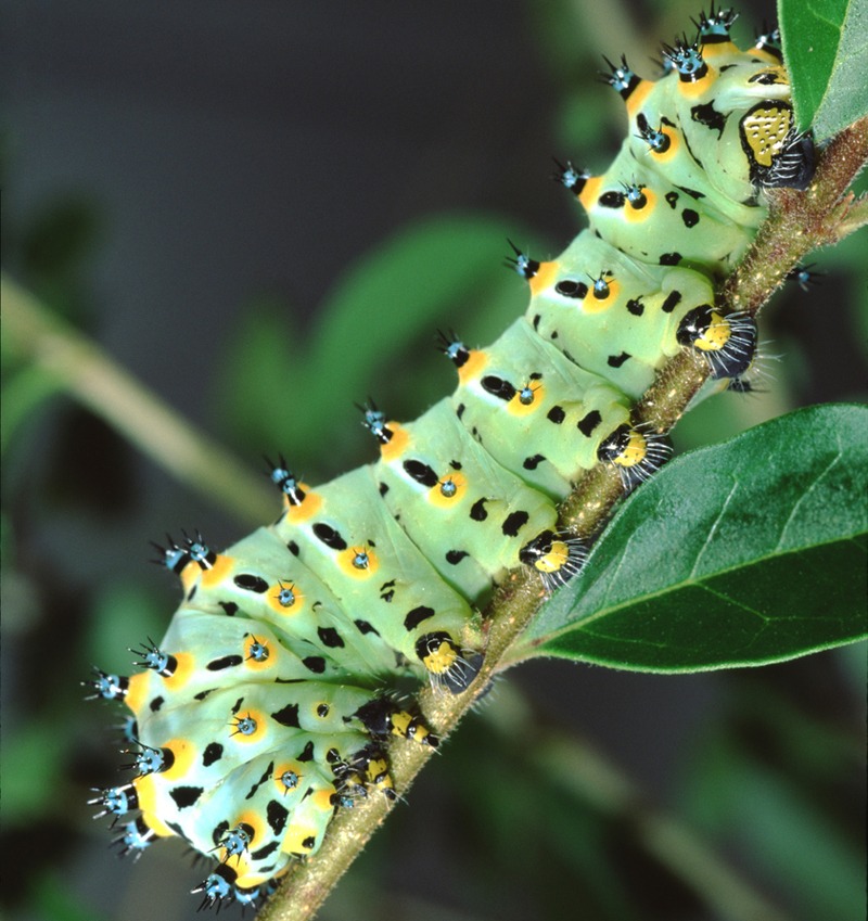 Calleta Silkmoth Caterpillar