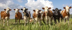Cattle-Call-Cows-By-the-Numbers