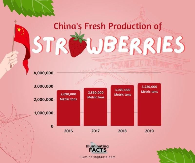 China's Fresh production of strawberry 2016-2019