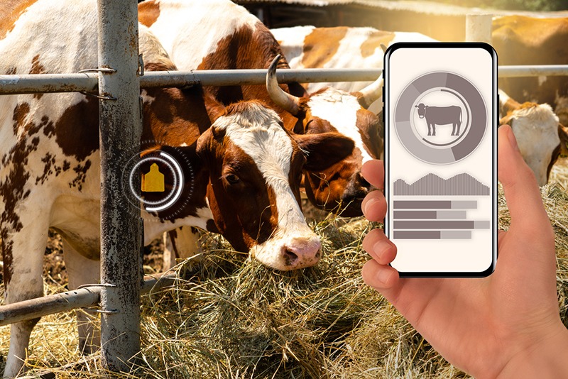 Cow data available on mobile phone