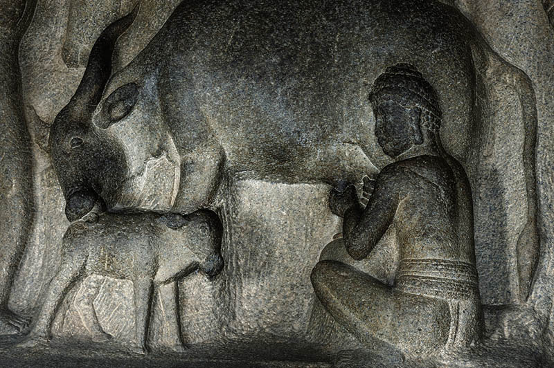 Cows depicted in cave sculpture