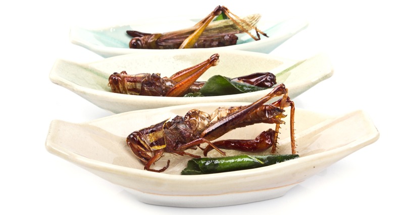 Crispy fried insects