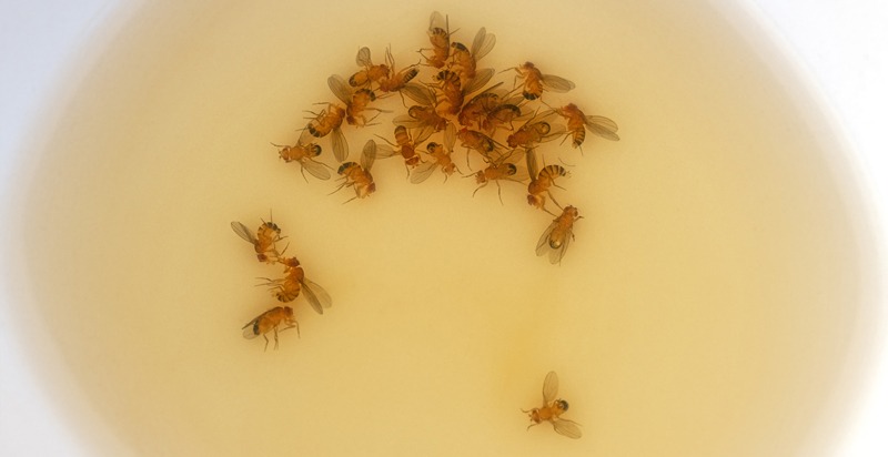 Drowned fruit flies in a small bowl of vinegar, water and dish soap