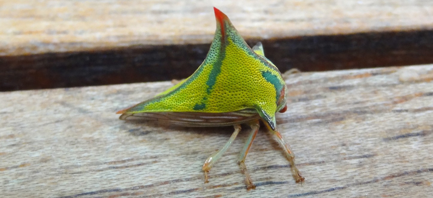 Green Treehopper
