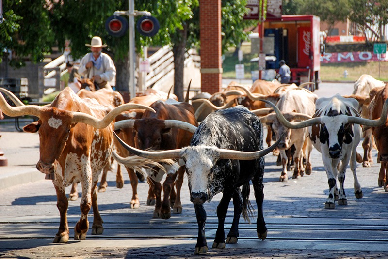 Herd of Longhorns in Texas