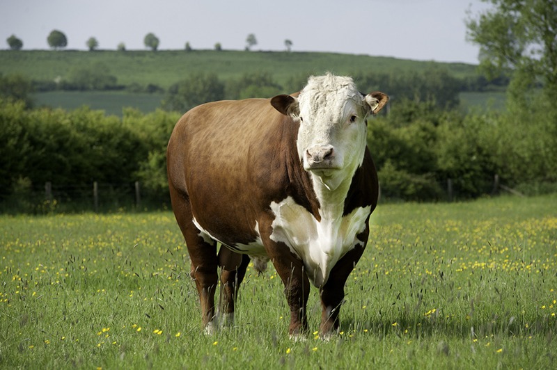 Hereford cattle on a field