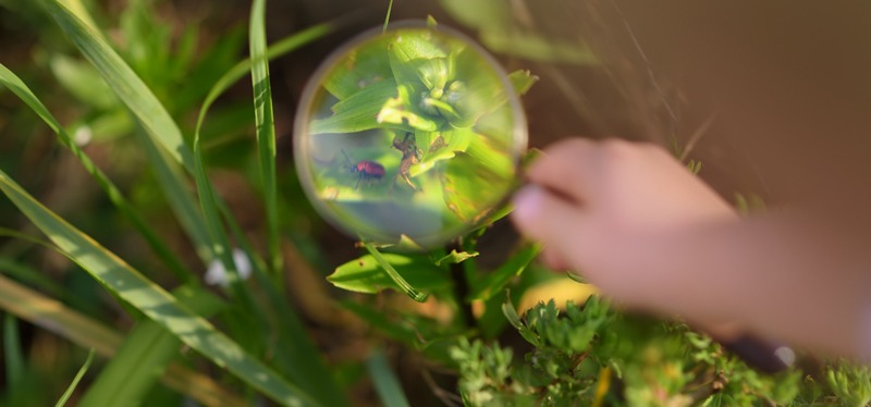 Kid exploring nature with magnifying glass. Little boy looking at beetle with magnifier
