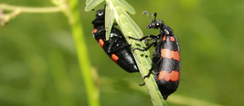 Macro shot of bright black and red Poisonous Blister Beetle, Mylabris pustulata