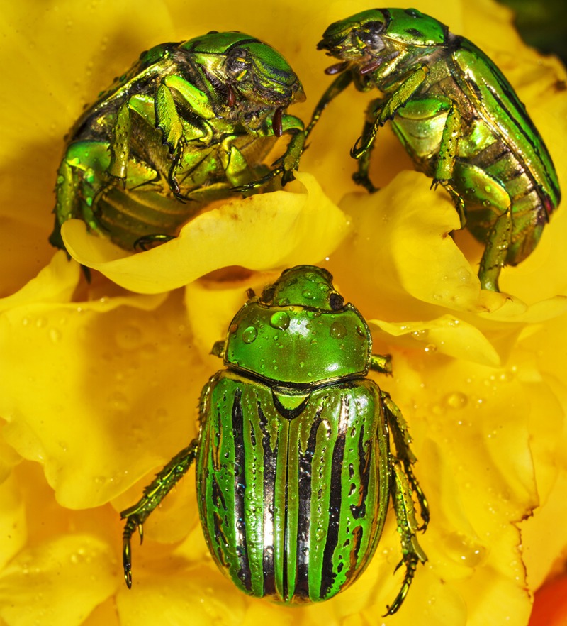 Macro three glorious scarab (Chrysina gloriosa) beetles on yellow flower
