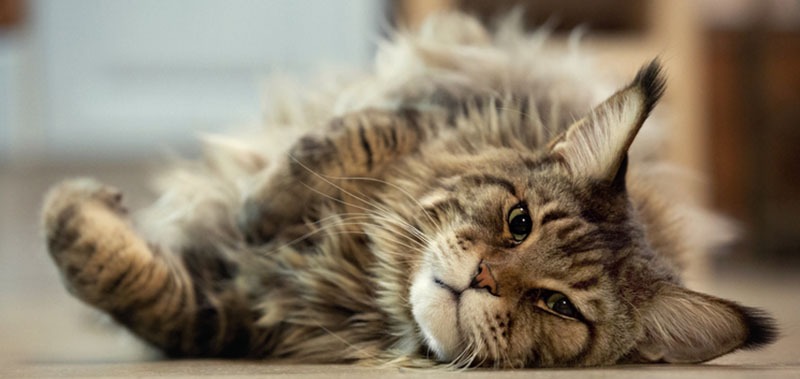 Maine Coon lying on the floor