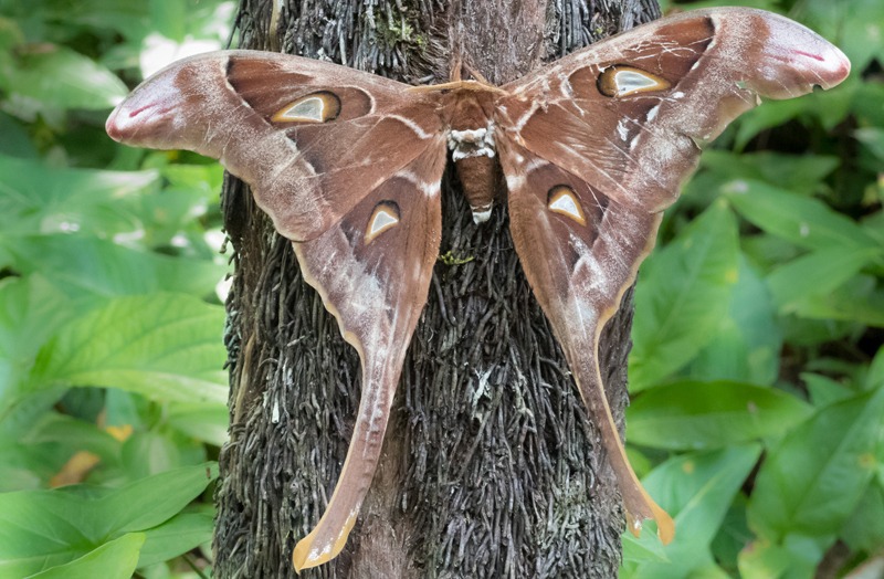 Male Hercules Moth