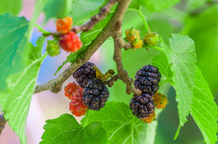 Mulberries in a tree