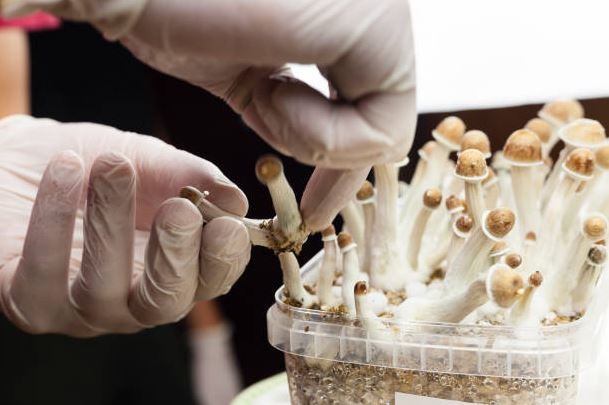 Mushrooms with medicinal properties