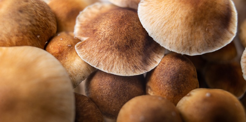 mushrooms background hat