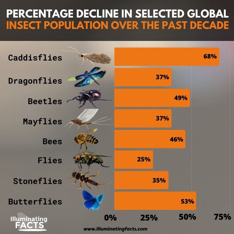 Percentage Decline of Insect Population