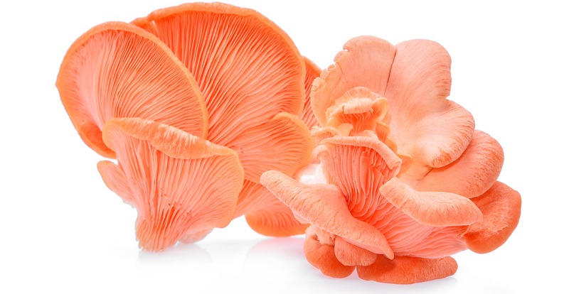 Pink Oyster Mushrooms