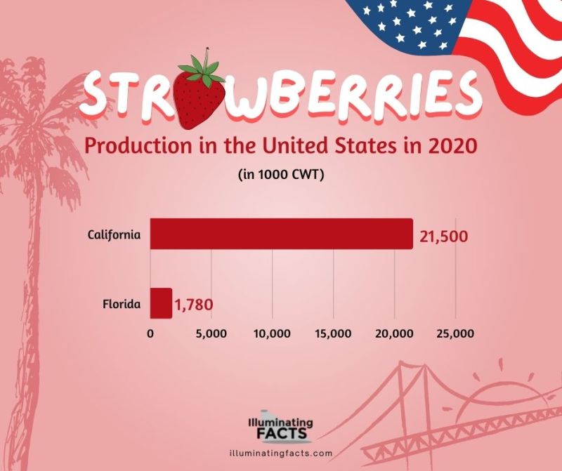 Strawberry production in the US