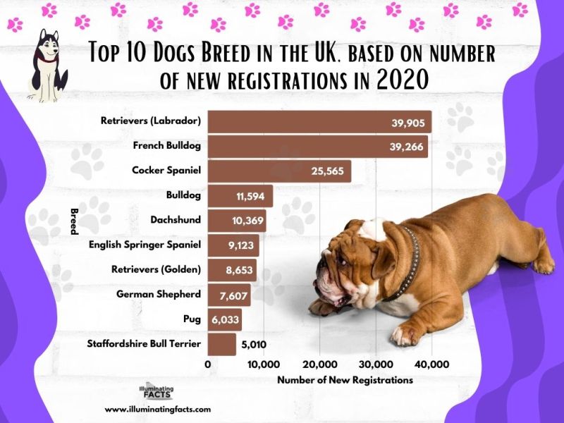 Top 10 Dogs Breed in the UK, based on number of new registrations in_2020