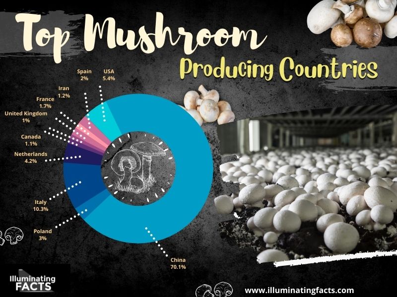 Top Mushroom Producing Countries
