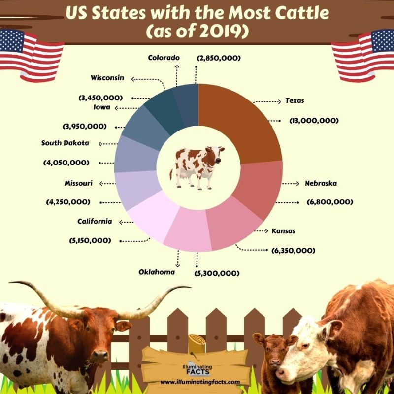 US States with the Most Cattle (as of 2019)