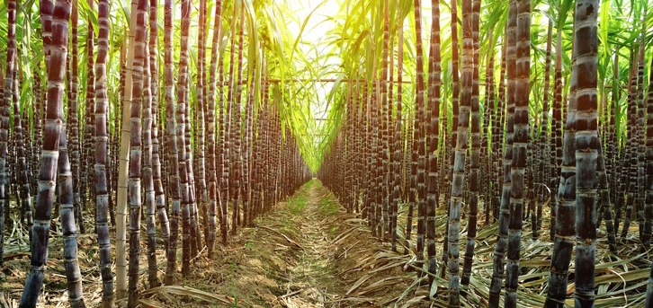 a-sugarcane-plantation